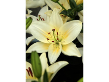 22,09���. �����  ������ (��� 10 ��. ���������� ������ 5��.).jpg