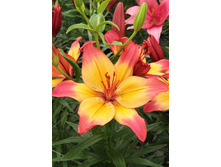 22,7���. �����  ����������� (��� 10 ��. ���������� ������ 5��.).jpg