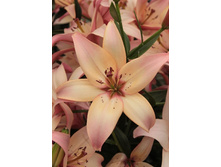 25,78���. �����  ��� ����� (�������� ���� �� 10 ��., ����������� ����� 1��.).jpg