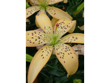 25,78���. �����  ��� ���� (�������� ���� �� 10 ��., ����������� ����� 1��.).jpg