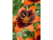 25,78���. �����  ��� ������ (�������� ���� �� 10 ��., ����������� ����� 1��.).jpg