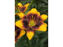 25,78���. �����  ���� (�������� ���� �� 10 ��., ����������� ����� 1��.).jpg