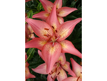 25,78���. �����  ������ (�������� ���� �� 10 ��., ����������� ����� 1��.).jpg