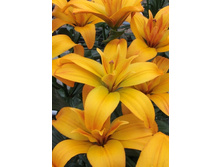 35,02���. �����  ���� ���� (�������� ���� �� 10 ��., ����������� ����� 1��.).jpg