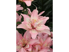 35,02���. �����  ������ ������� (�������� ���� �� 10 ��., ����������� ����� 1��.).jpg