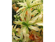 41,18���. �����  ���� �� (�������� ���� �� 10 ��., ����������� ����� 1��.).jpg