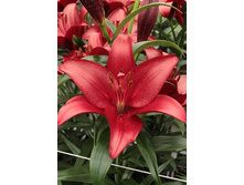 14,45���. �����  ��������� (��� 10 ��. ���������� ������ 5��.).jpg