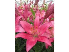 14,7���. �����  ���� (��� 10 ��. ���������� ������ 5��.).jpg