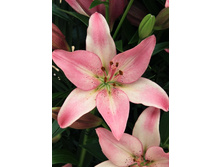 15,93���. �����  ������ (��� 10 ��. ���������� ������ 5��.).jpg