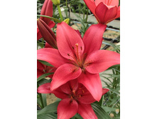 15,93���. �����  ��������� (��� 10 ��. ���������� ������ 5��.).jpg