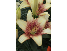 23,32���. �����  ����� (��� 10 ��. ���������� ������ 5��.).jpg