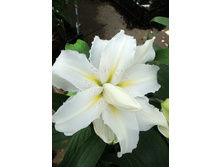 76,2���. �����  ����� ��� (�������� ���� �� 5 ��., ����������� ����� 1��.).jpg