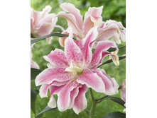 43,03���. �����  ROSELILY ������� (�������� ���� �� 10 ��., ����������� ����� 1��.).jpg