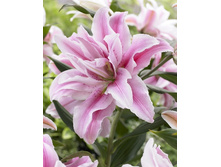 44,18���. �����  ROSELILY �������� (�������� ���� �� 5 ��., ����������� ����� 1��.).jpg