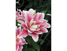 44,18���. �����  ROSELILY ������� (�������� ���� �� 5 ��., ����������� ����� 1��.).jpg