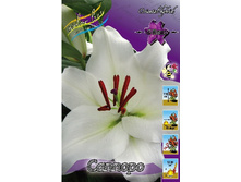 14,7���. �����  ������� (��� 10 ��. ���������� ������ 5��.).jpg