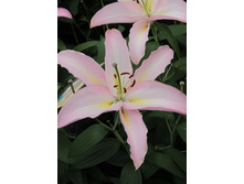 20,24���. �����  ���� ������ (��� 10 ��. ���������� ������ 5��.).jpg