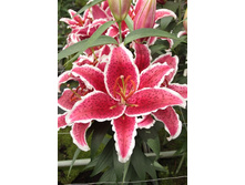 24,55���. �����  GAV (��� 10��., ���������� ������ 5 ��.)