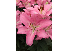 28,86���. �����  ��� ������ (�������� ���� �� 10 ��., ����������� ����� 1��.).jpg