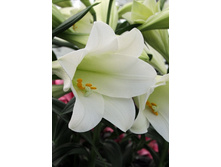 19,62���. �����  ������ ������� (��� 10 ��. ���������� ������ 5��.).jpg