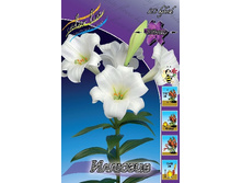 21,4���. �����  ������� (���������� �� ����� �������� �� 5��.).jpg