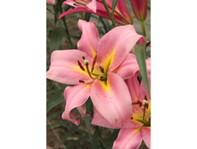 18,39���. �����  ����� �������� (��� 10 ��. ���������� ������ 5��.).jpg