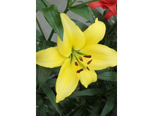 19,01���. �����  ������ ����� (��� 10 ��. ���������� ������ 5��.).jpg