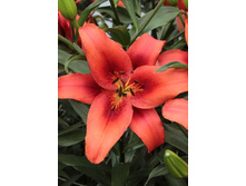 19,01���. �����  ��� ����� (��� 10 ��. ���������� ������ 5��.).jpg