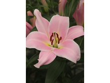 22,09���. �����  ������� (��� 10 ��. ���������� ������ 5��.).jpg