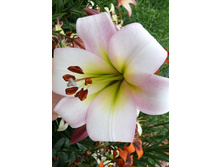 30,71���. �����  ������ ��� (�������� ���� �� 10 ��., ����������� ����� 1��.).jpg