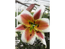 30,71���. �����  ������ ���� (�������� ���� �� 10 ��., ����������� ����� 1��.).jpg