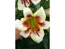 30,71���. �����  ����� ��� (�������� ���� �� 10 ��., ����������� ����� 1��.).jpg