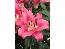 31,94���. �����  ������� (�������� ���� �� 10 ��., ����������� ����� 1��.).jpg