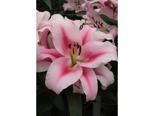 31,94���. �����  ������ (�������� ���� �� 10 ��., ����������� ����� 1��.).jpg