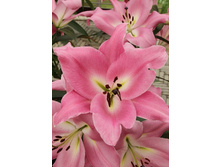 31,94���. �����  ����� (�������� ���� �� 10 ��., ����������� ����� 1��.).jpg