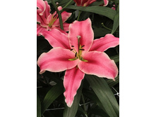 31,94���. �����  ������� (�������� ���� �� 10 ��., ����������� ����� 1��.).jpg