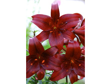 25,78���. �����  ���� ������ (�������� ���� �� 10 ��., ����������� ����� 1��.).jpg