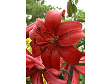 25,78���. �����  ��� ������� (�������� ���� �� 10 ��., ����������� ����� 1��.).jpg