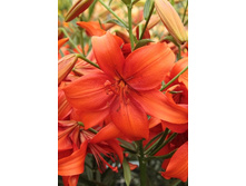 25,78���. �����  ������ ���� (�������� ���� �� 10 ��., ����������� ����� 1��.).jpg