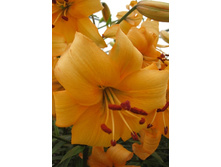 25,78���. �����  ���� ������ (�������� ���� �� 10 ��., ����������� ����� 1��.).jpg