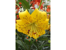 25,78���. �����  ���� �������� (�������� ���� �� 10 ��., ����������� ����� 1��.).jpg