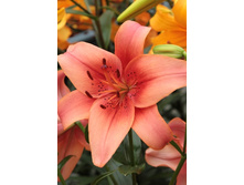 25,78���. �����  ���� ������ (�������� ���� �� 10 ��., ����������� ����� 1��.).jpg