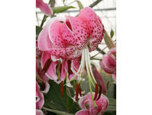 33,1���. �����  ��. ����� (�������� ���� �� 5 ��., ����������� ����� 1��.).jpg