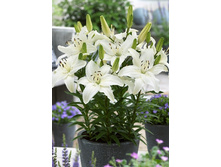 15,31���. �����  ��� ���� (��� 10 ��. ���������� ������ 5��.).jpg