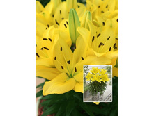 17,78���. �����  �������� (��� 10 ��. ���������� ������ 5��.).jpg