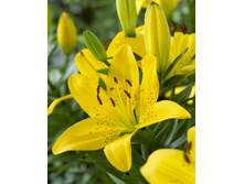 17,78���. �����  ������ ������� (��� 10 ��. ���������� ������ 5��.).jpg