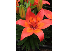 17,78���. �����  ������� (��� 10 ��. ���������� ������ 5��.).jpg