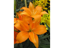 21,84���. �����  ������ ���� (��� 10 ��. ���������� ������ 5��.).jpg