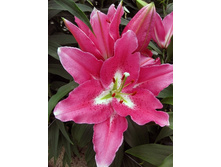 19,62���. �����  ������ (��� 10 ��. ���������� ������ 5��.).jpg