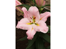 26,15���. �����  ����� ���� (�������� ���� �� 10 ��., ����������� ����� 1��.).jpg